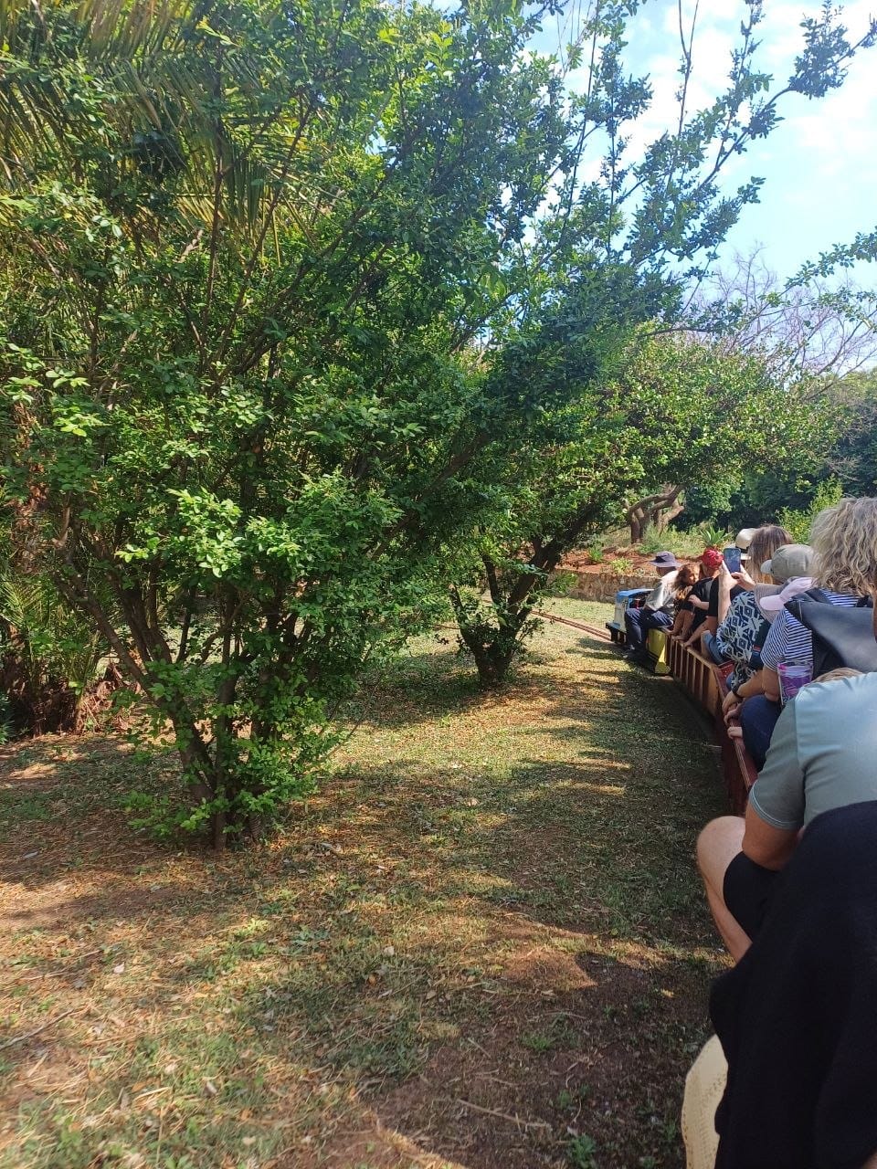 Looking along the train through the greenery with a red locomotive visible ahead in the distance